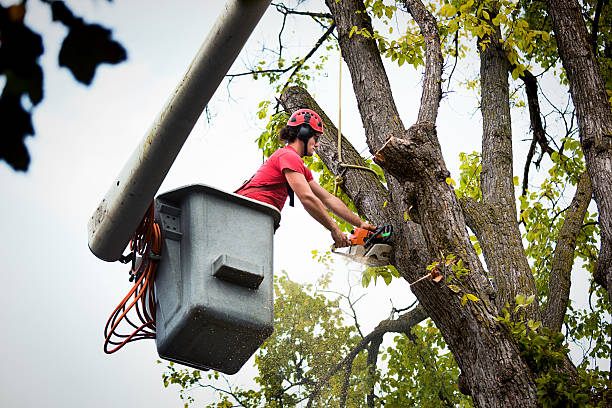 Best Arborist Consultation Services  in Union Hill Novelty Hill, WA